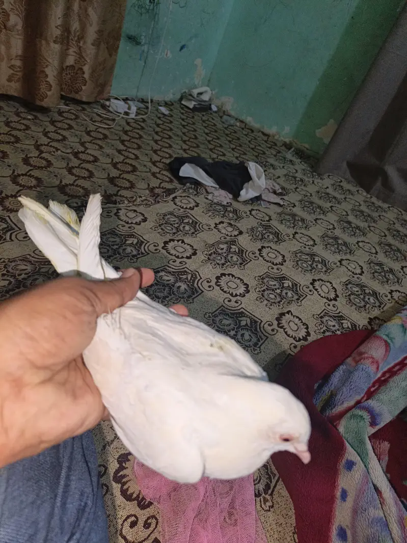 patti wali female 2. — photo 3