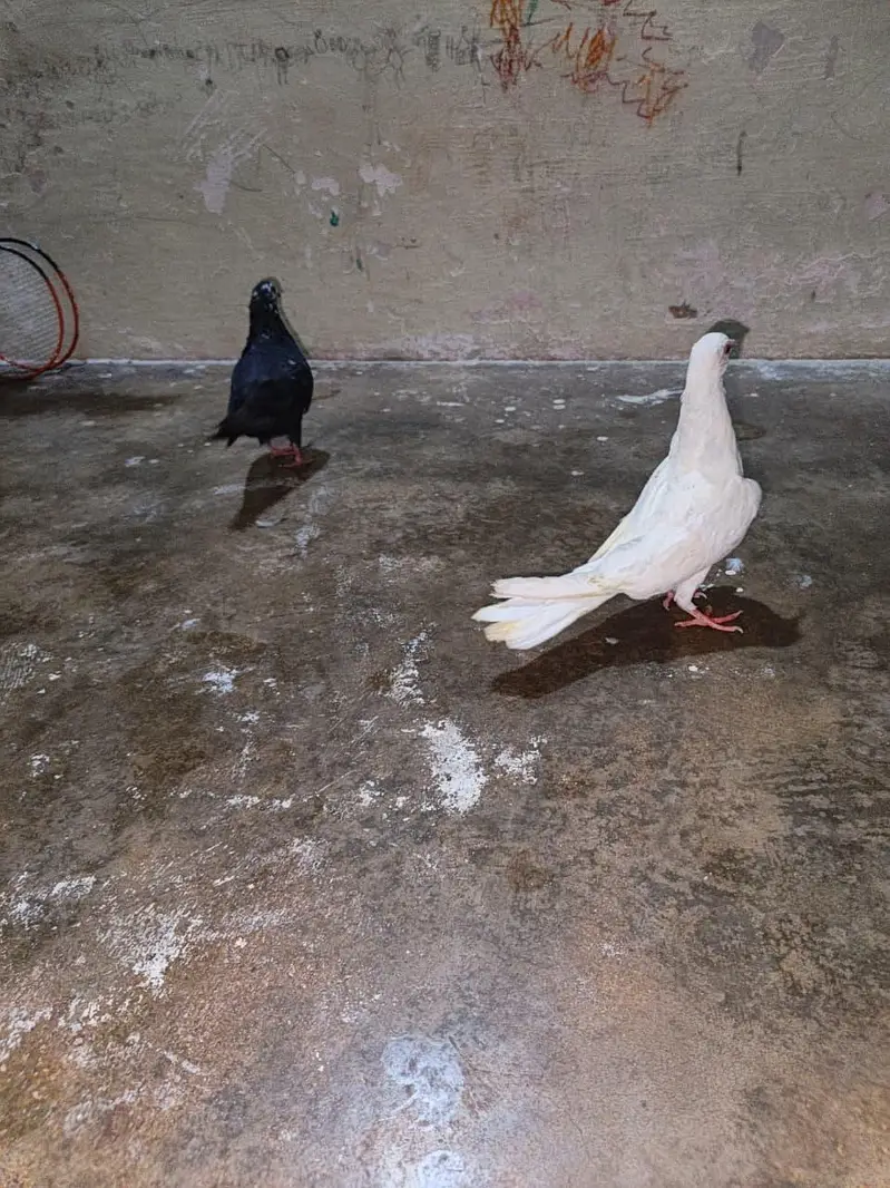 patti wali female 2. — photo 9