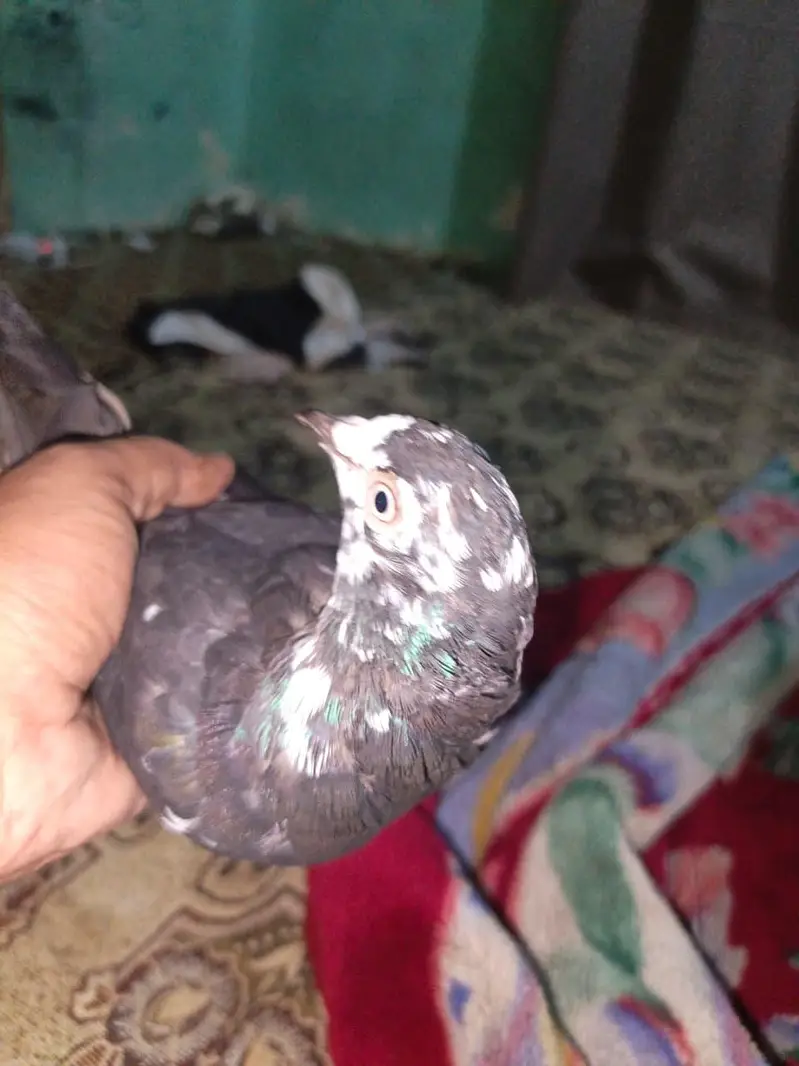 patti wali female 2. — photo 10