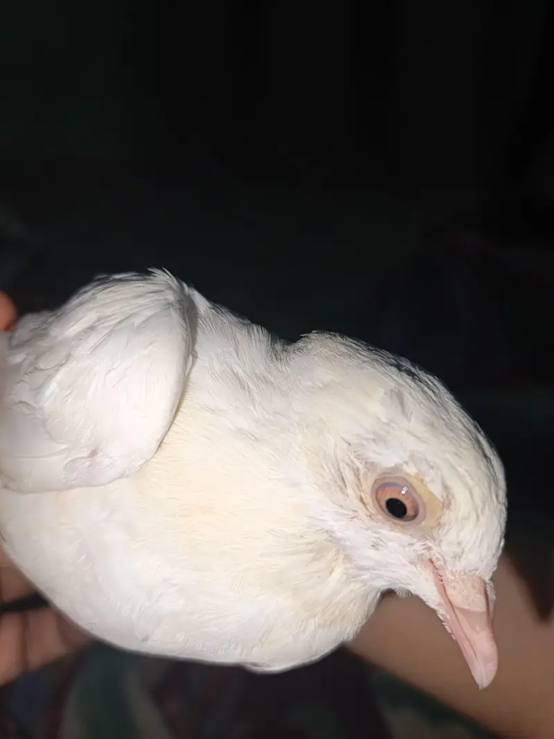 patti wali female 2. — photo 11