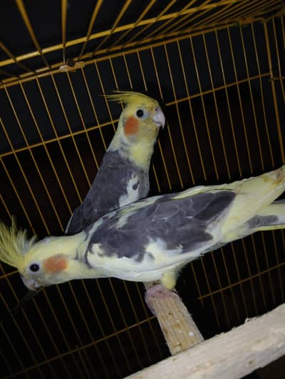 beautiful breeder pied cockatiel