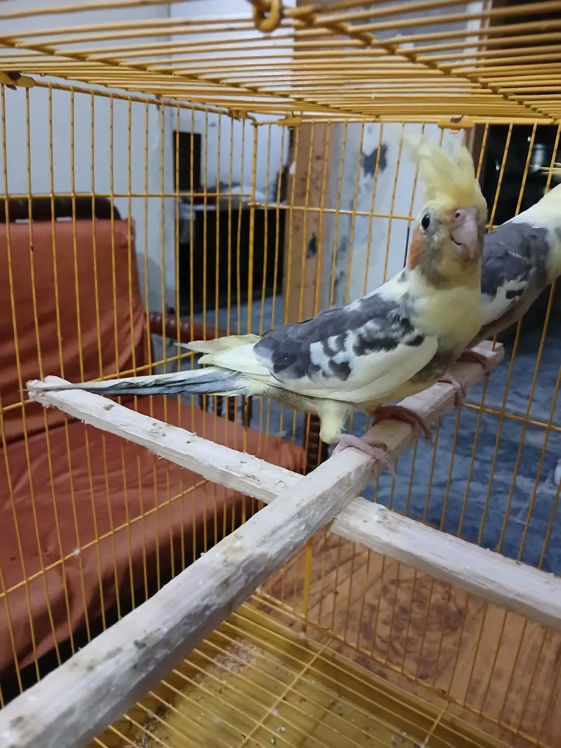 beautiful breeder pied cockatiel — photo 5