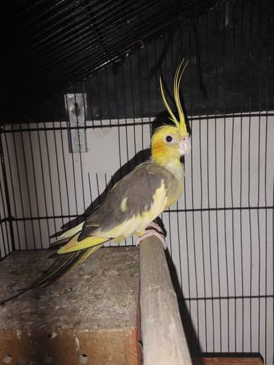 Cocktail Female for Exchange with Male