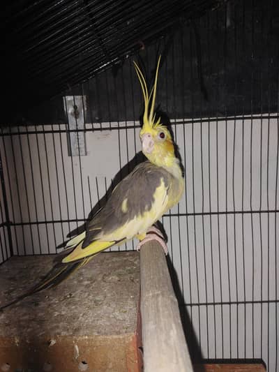 Cocktail Female Exchange with Male