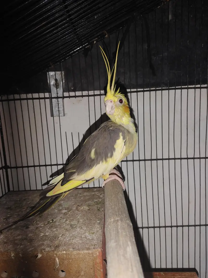 Cocktail Female for Exchange with Male — photo 2