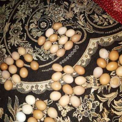 Desi eggs