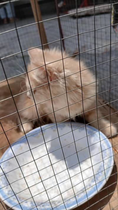 male &female persian cat pair &1 female kitten for sale urgent