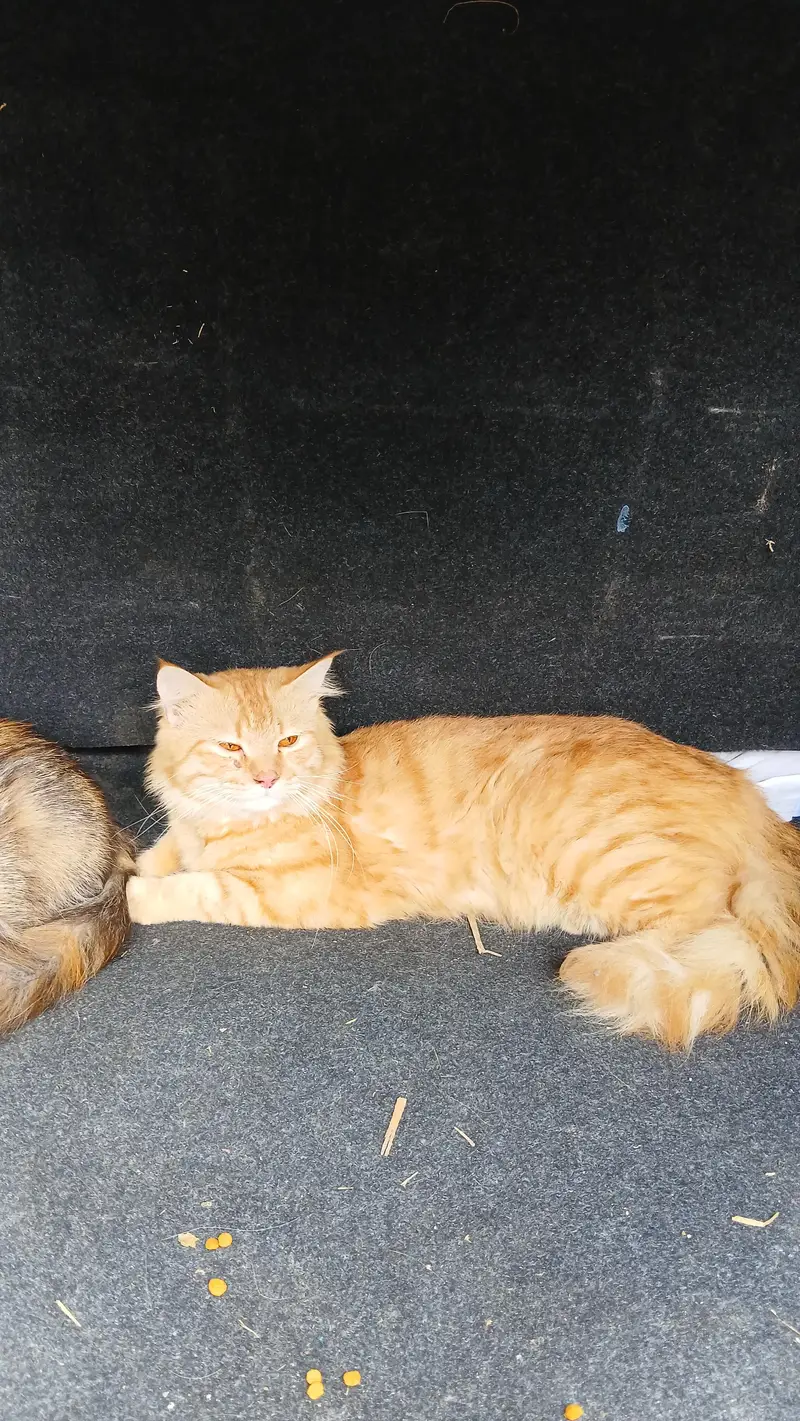 male &female persian cat pair &1 female kitten for sale urgent — photo 2