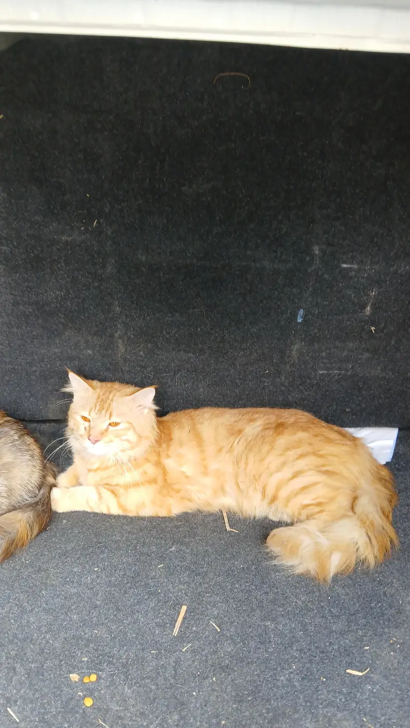 male &female persian cat pair &1 female kitten for sale urgent — photo 3