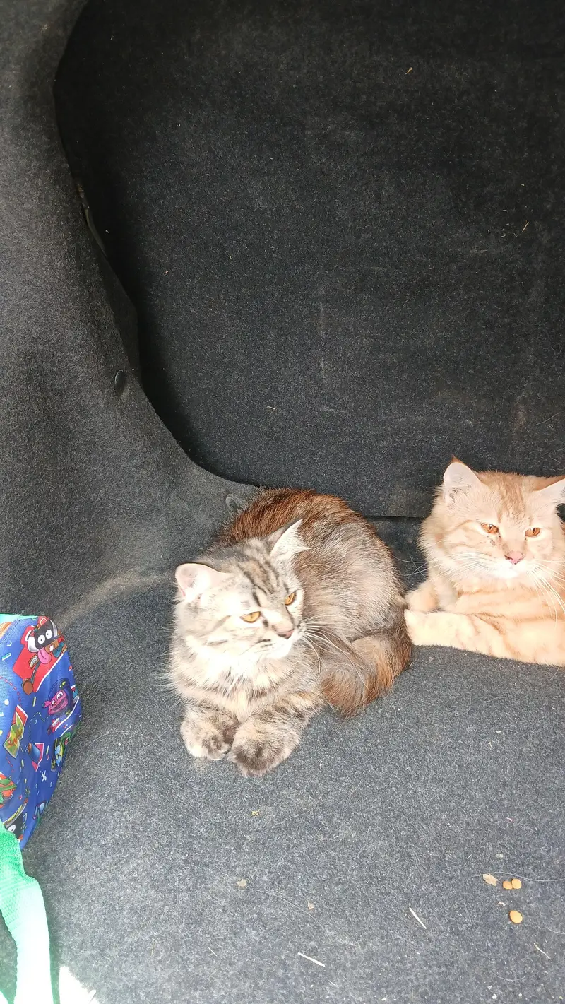 male &female persian cat pair &1 female kitten for sale urgent — photo 4