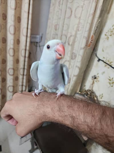 lacwings ringneck