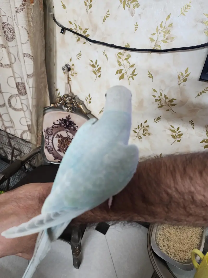 lacwings ringneck — photo 2