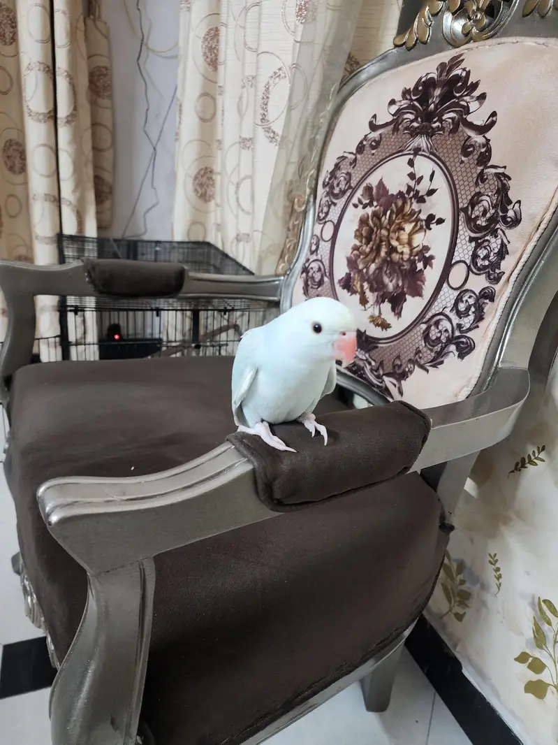lacwings ringneck — photo 3