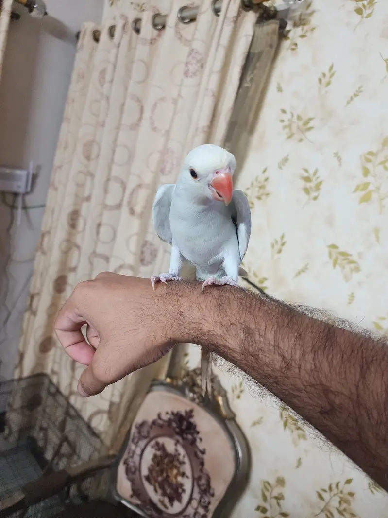 lacwings ringneck — photo 4