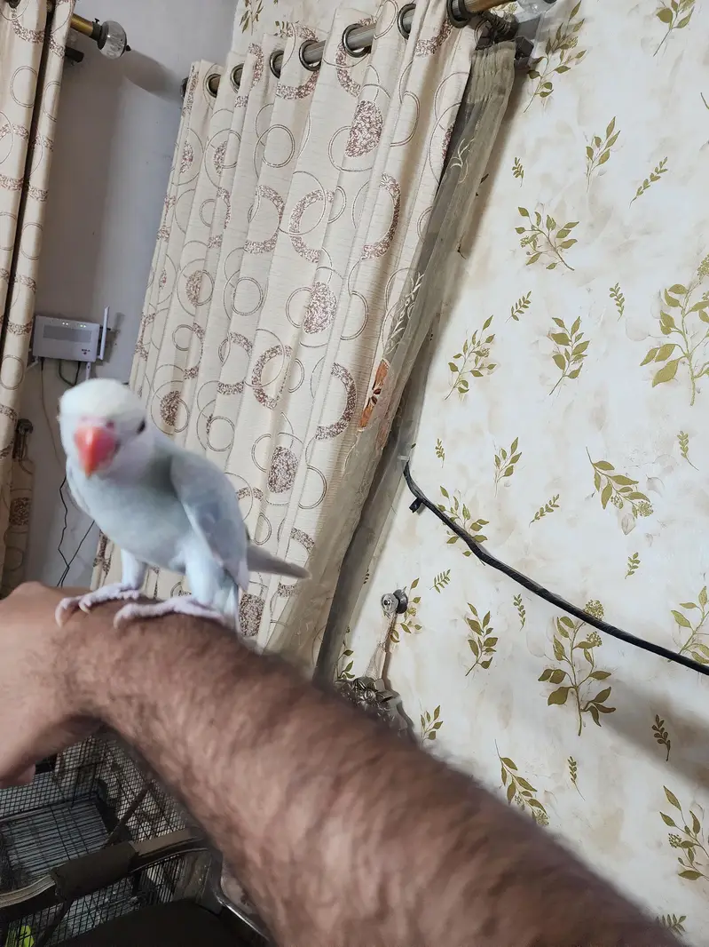 lacwings ringneck — photo 5