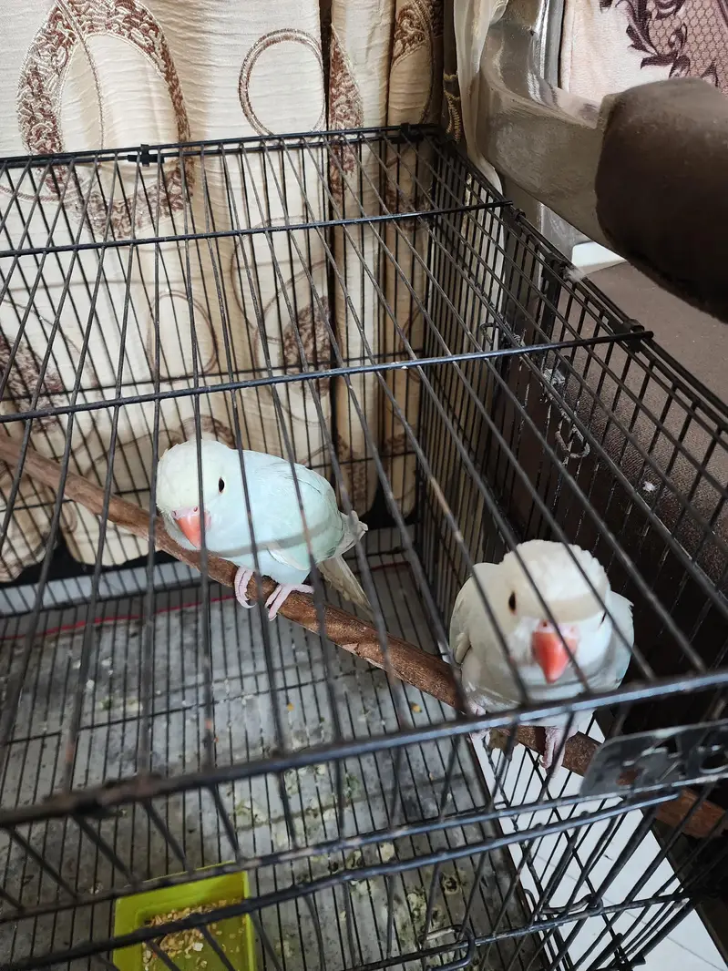 lacwings ringneck — photo 6