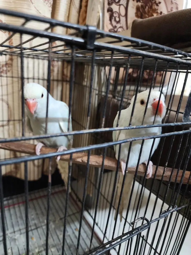 lacwings ringneck — photo 7