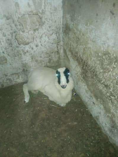 2 dumbey for sale