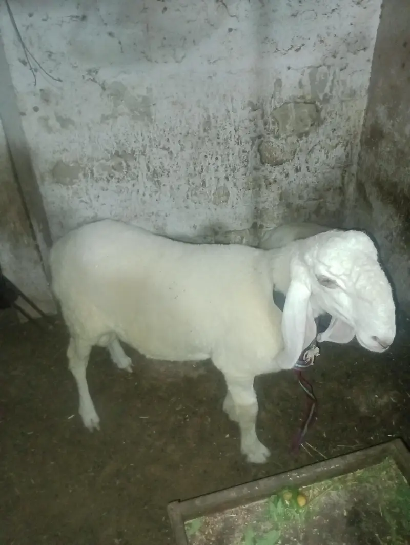 2 dumbey for sale — photo 2