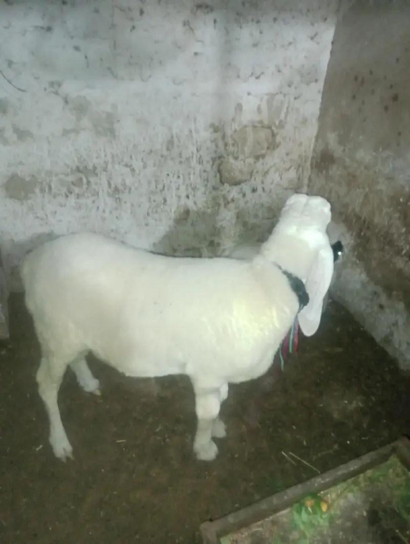 2 dumbey for sale — photo 3
