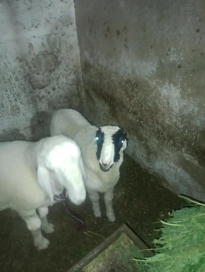 2 dumbey for sale — photo 4