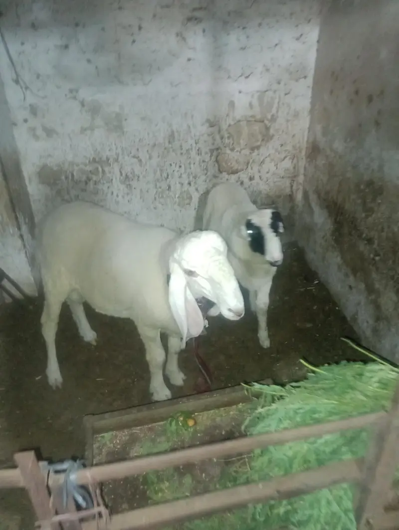 2 dumbey for sale — photo 5