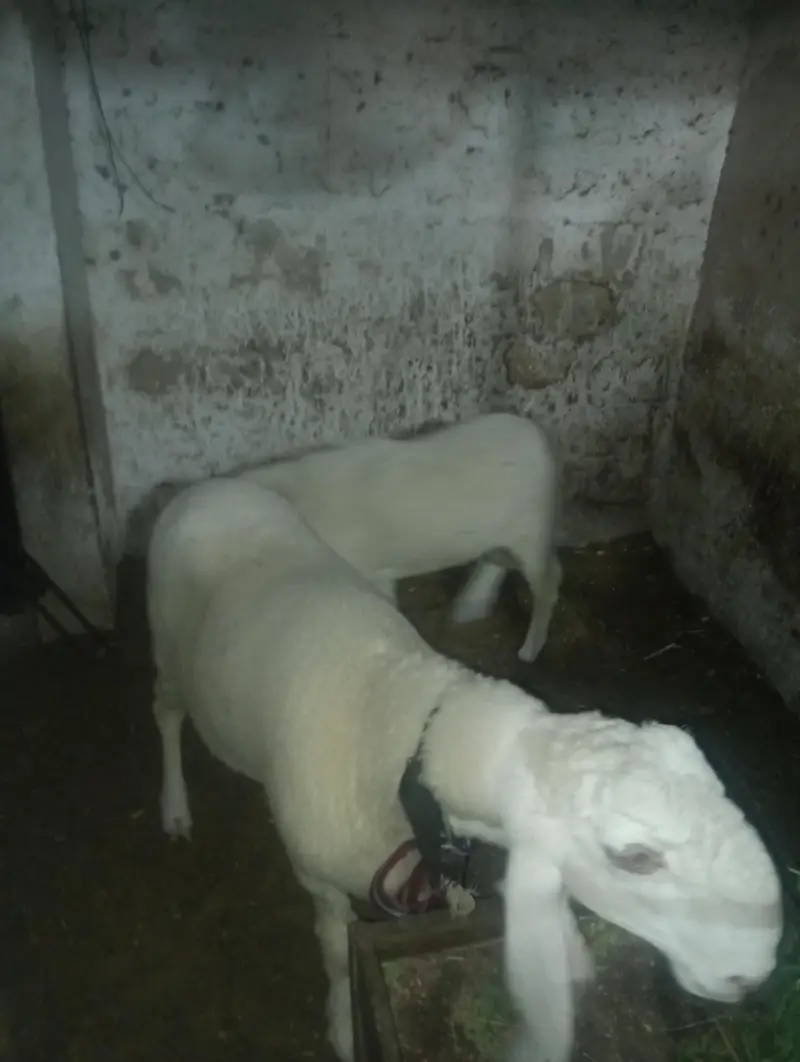 2 dumbey for sale — photo 7