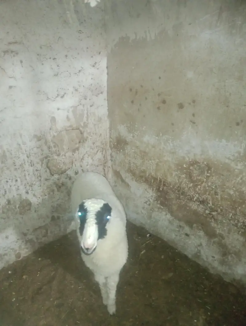 2 dumbey for sale — photo 8