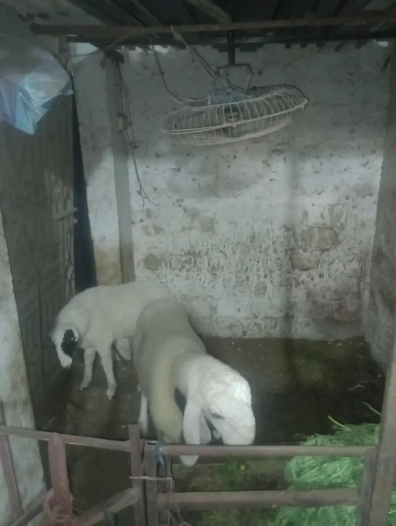 2 dumbey for sale — photo 9