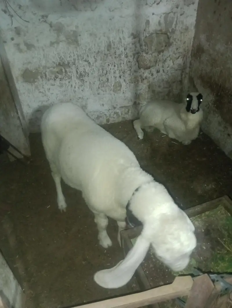 2 dumbey for sale — photo 10