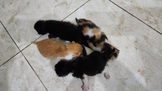 Persian Kiitens