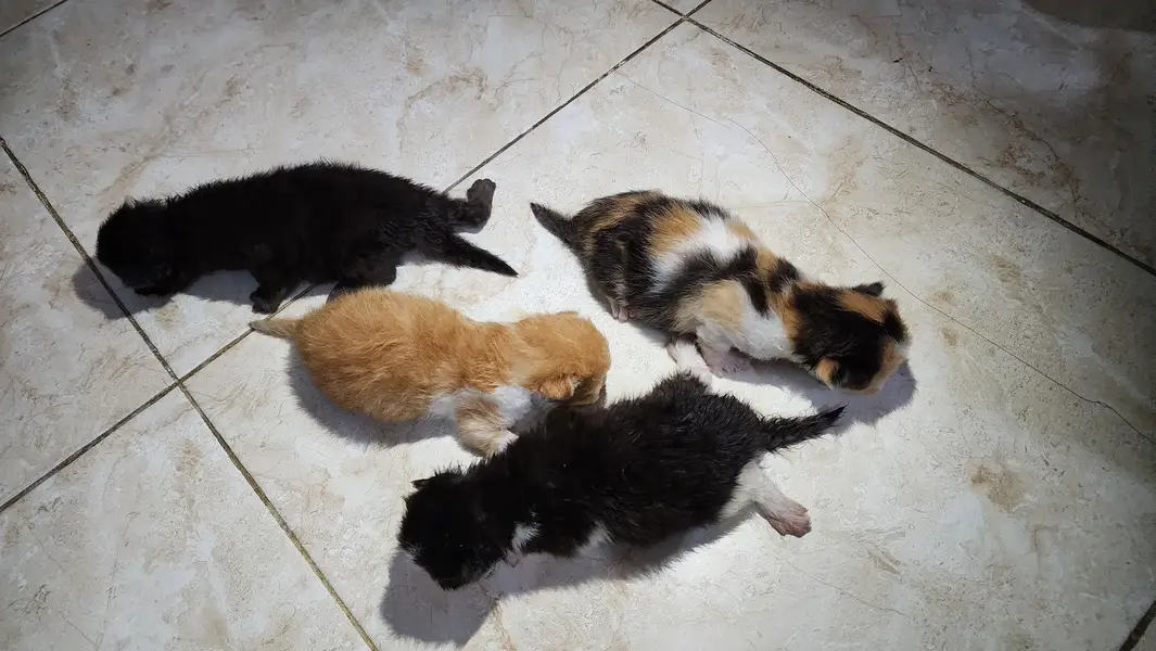 Persian Kiitens — photo 2