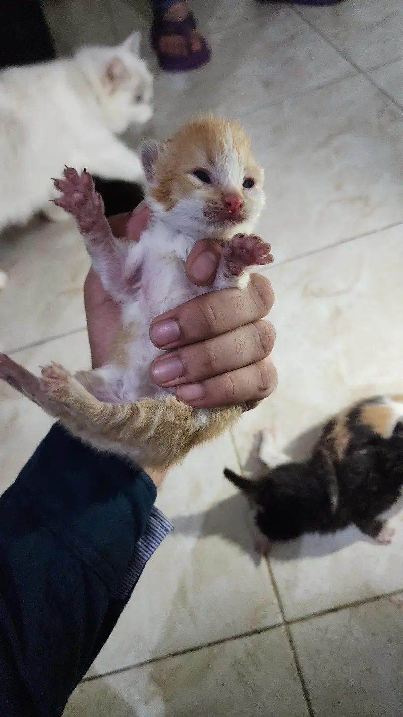 Persian Kiitens — photo 5