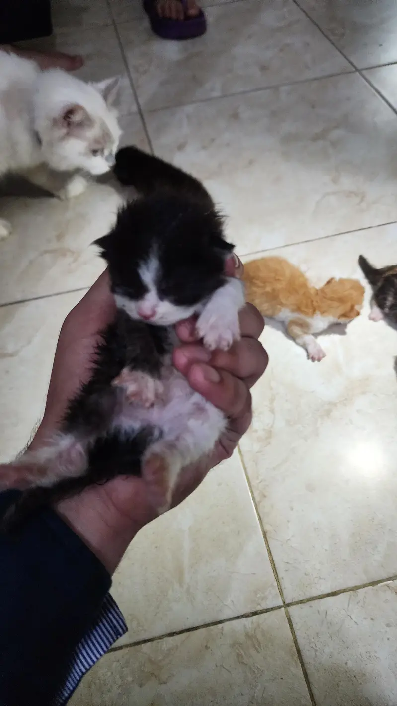 Persian Kiitens — photo 6