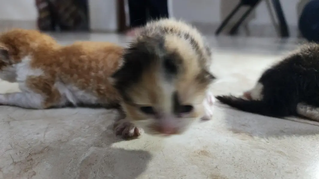 Persian Kiitens — photo 10