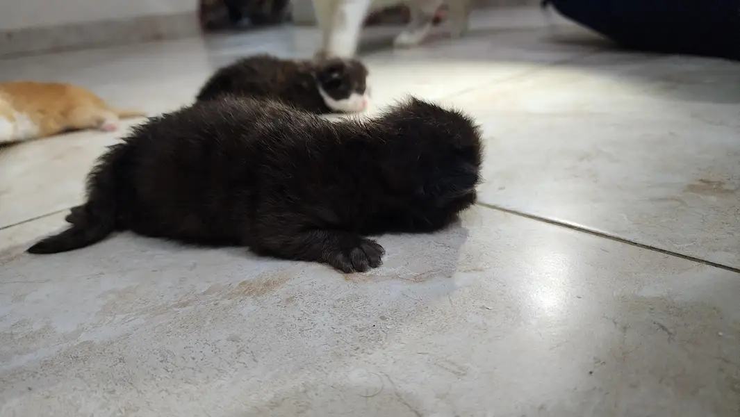 Persian Kiitens — photo 11