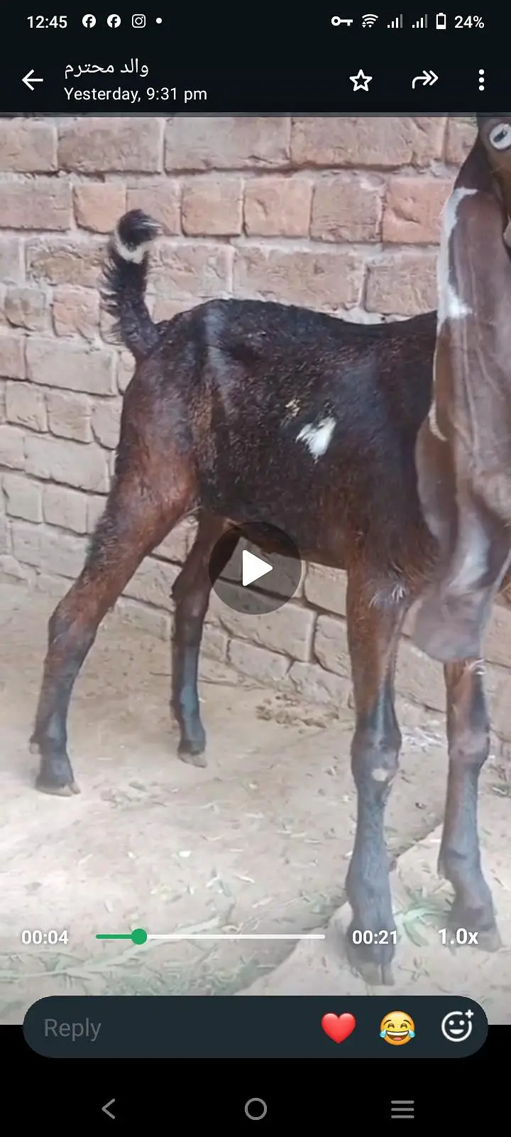 Nagri Amratsari Female kids — photo 2