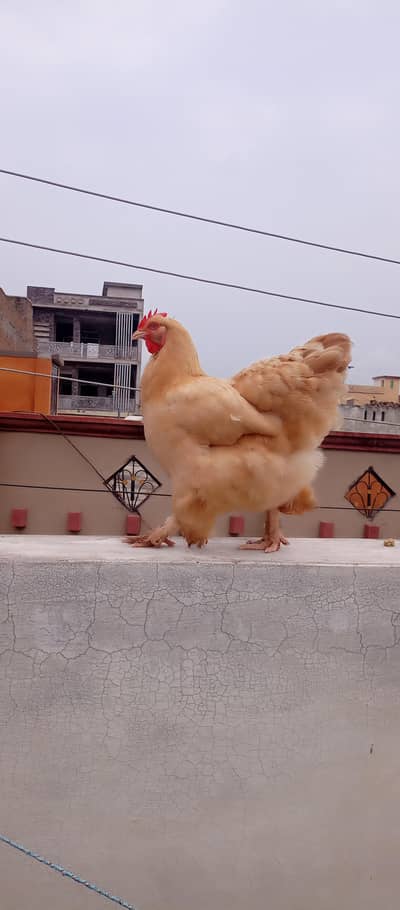 golden heavy buff