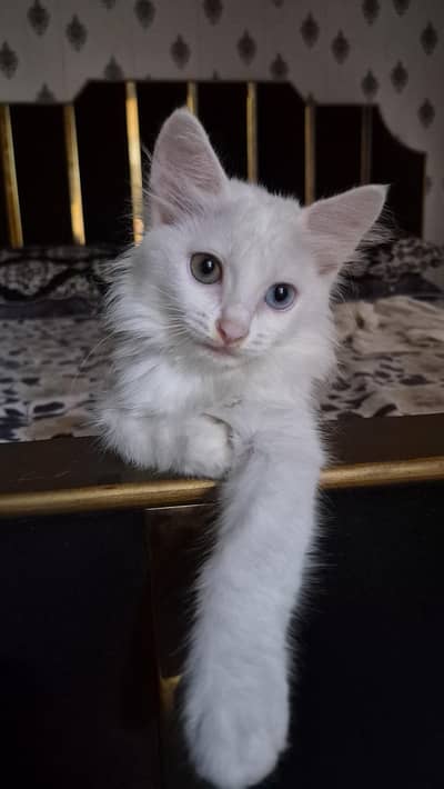 Odd eyes percian cat