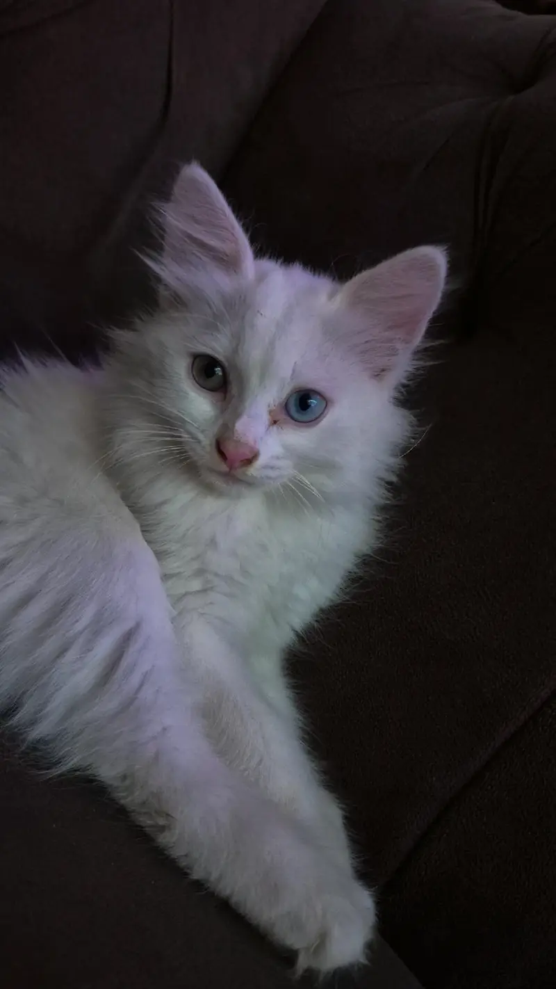 Odd eyes percian cat — photo 2