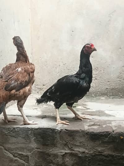 one hen price 10 thousend