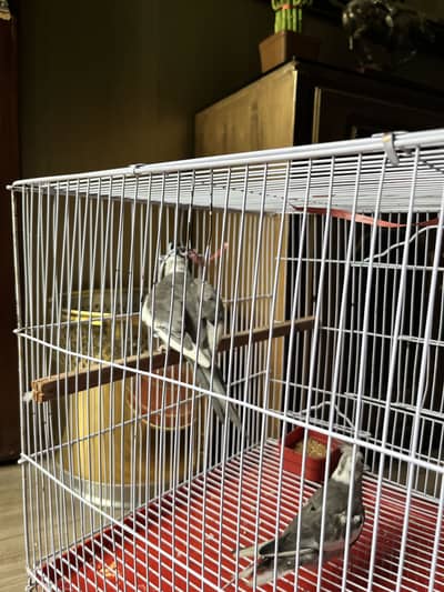 Cockatiel parrots