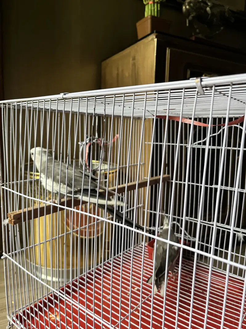 Cockatiel parrots — photo 2