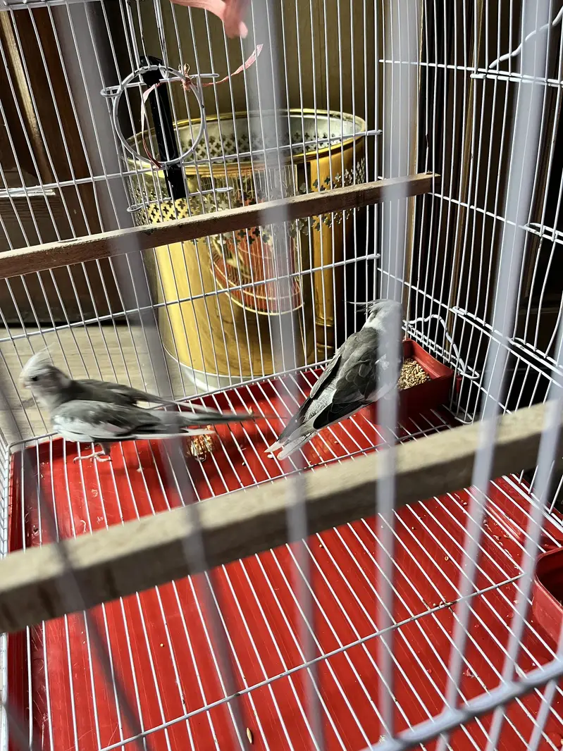 Cockatiel parrots — photo 3