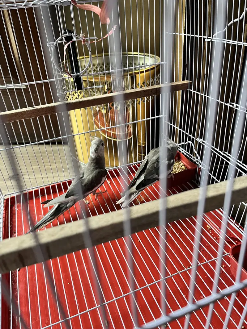 Cockatiel parrots — photo 4