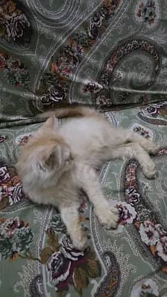 persian female kitten