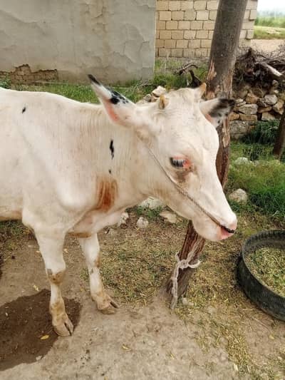 Bachri for sale