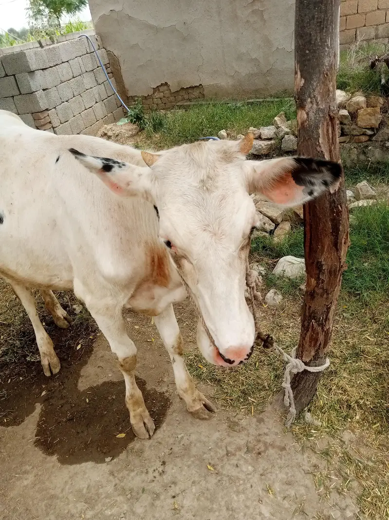 Bachri for sale — photo 2
