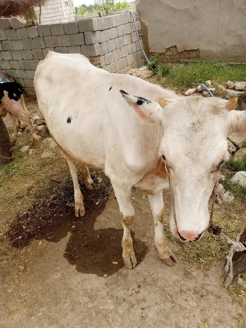 Bachri for sale — photo 3