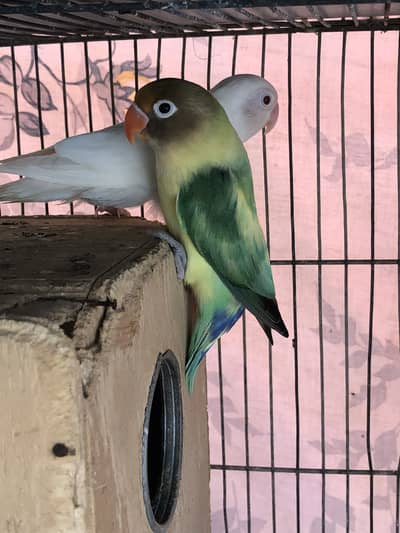 Parblue x albino red eyes breeder pair and cream covered breeder male